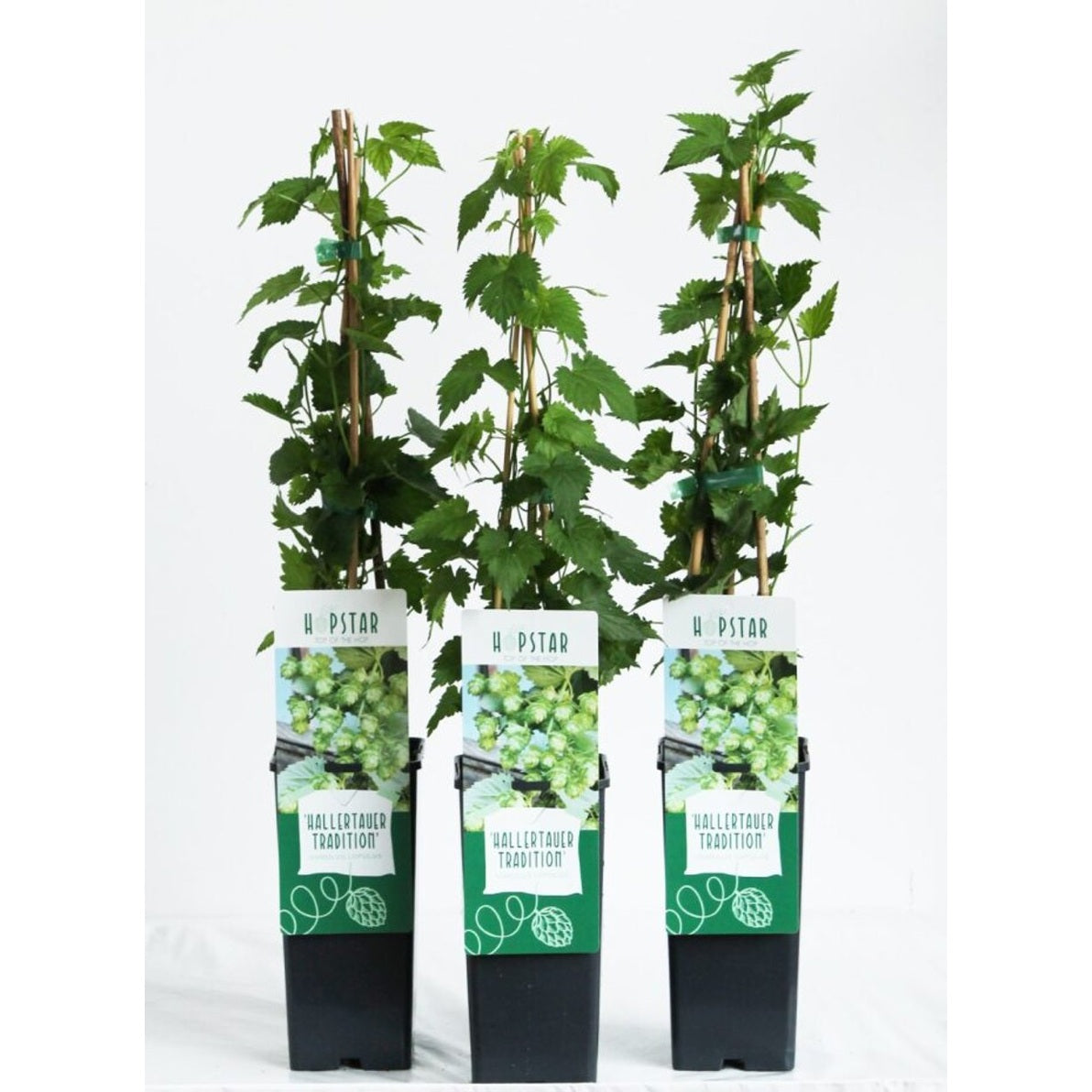 Humle – Humulus lupulus 'Hallert. Mittelfrüher' - C2 50-60 CM 3 Stick